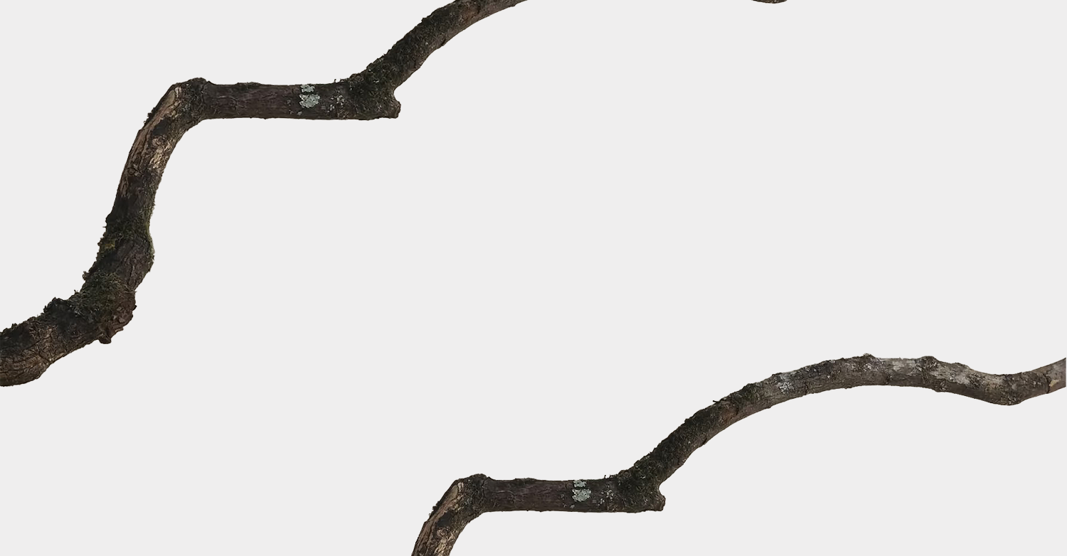 two brown tree branches across the banner for hetea page